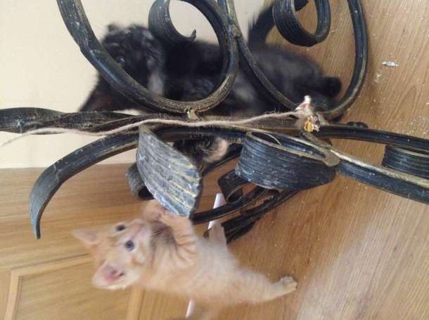 Котята бесплатно, фотография 5
