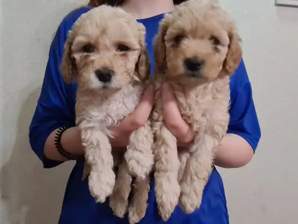 Продам щенков Той пуделя, фотография 5