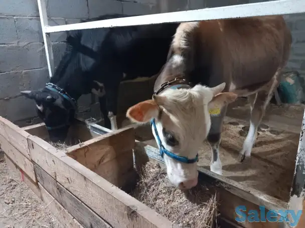 корова нестельная, фотография 9