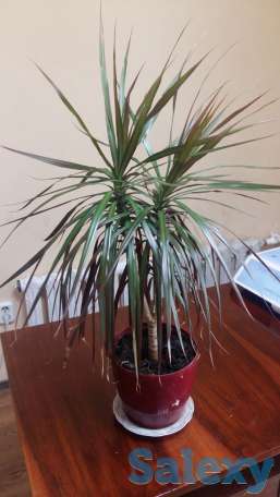 Комнатные цветы Фикус, драцена, денежное дерево, фотография 2
