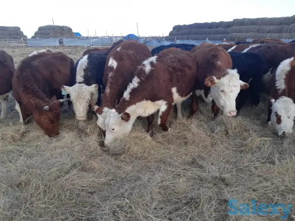 Продам крестьянское хозяйство в 100 км от Уральска, фотография 6