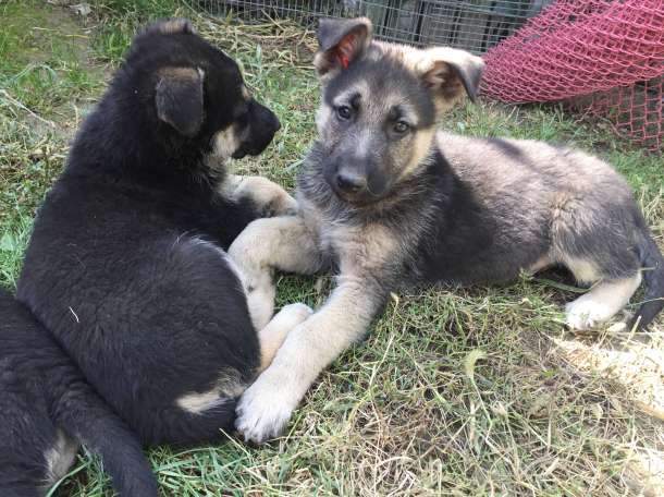 Продам щенков Восточно-Европейской овчарки, фотография 11