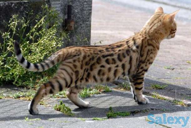 Египетская Мау - ведется запись на котят, фотография 3