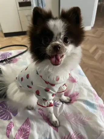 Собака шпиц Померанский, фотография 5