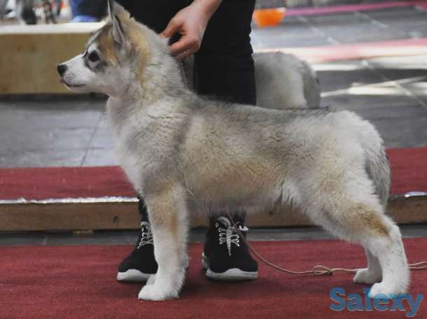 Породные щенки хаски, фотография 3