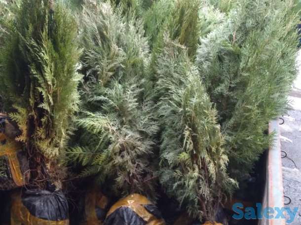 Саженцы -Туя 0,8 - 1 м, фотография 2