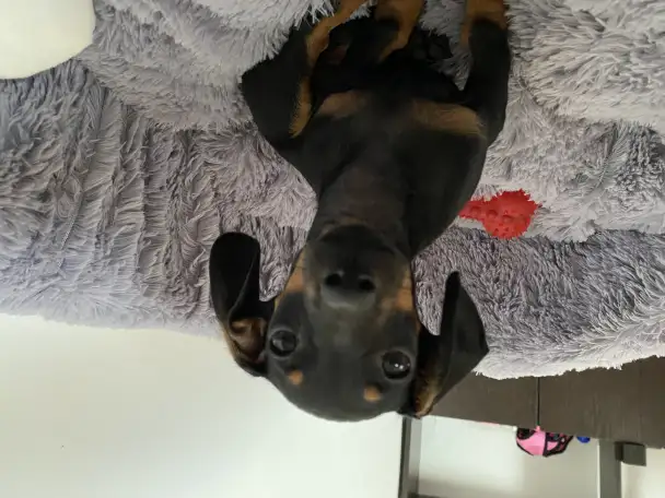 Отдам даром, фотография 3