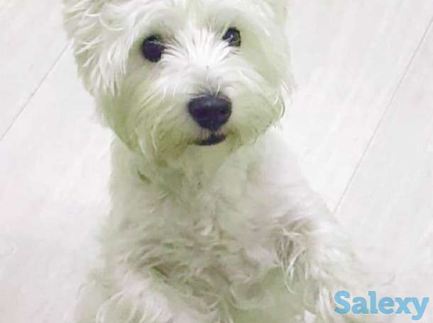 Вест Хайленд Уайт Терьер щенок, фотография 3