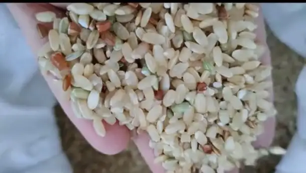 Бурый Рис, фотография 1