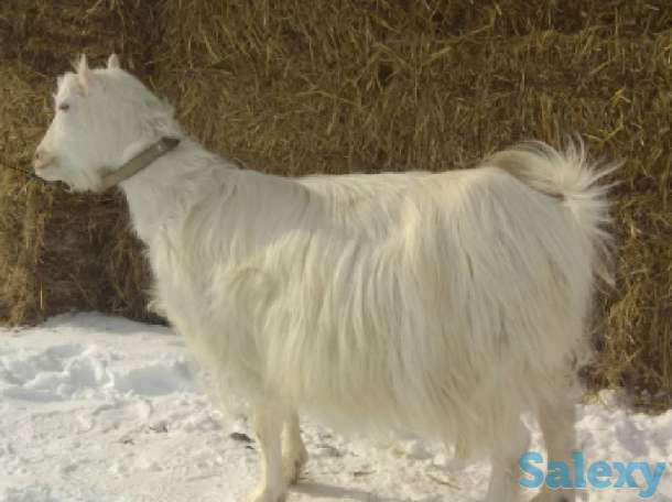 Продам шерсть козью., фотография 1