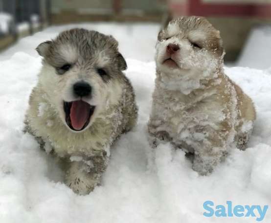 Чистокровные щенки аляскинский маламут, фотография 1