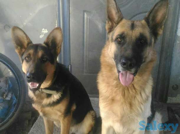 Щенки немецкой овчарки, фотография 3