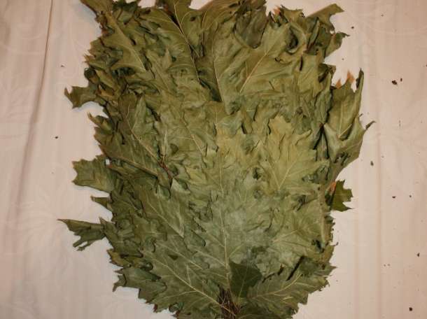 Веник для бани Канадский дуб, фотография 1