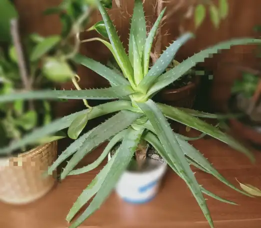 Алоэ Вера, фотография 1