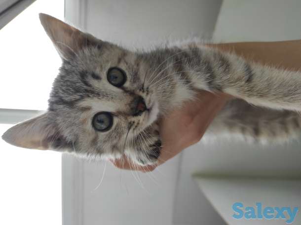 Отдам чудесных котят! Ходят в туалет в лоток, ласковые,ручные! Оставила бы себе,если бы не аллергия. Отдаю бесплатно!, фотография 2