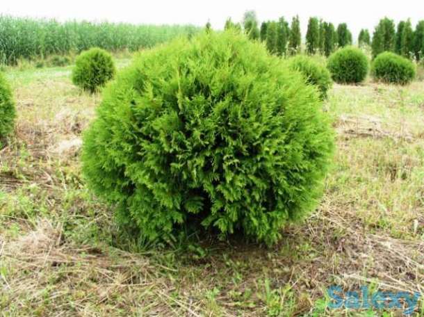 Туя западная шаровидная Вудварди Woodwardii, фотография 1