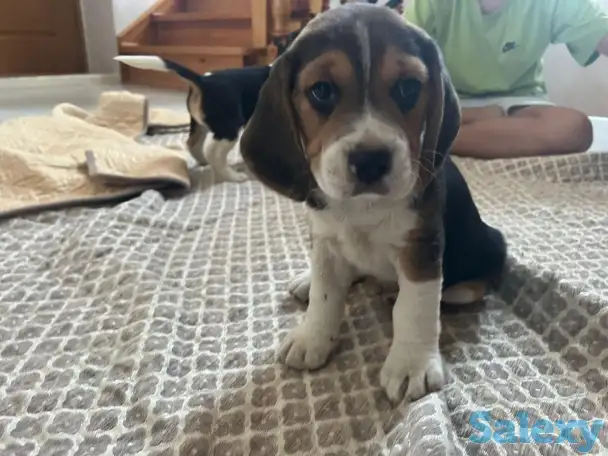 Продается биглята, фотография 1