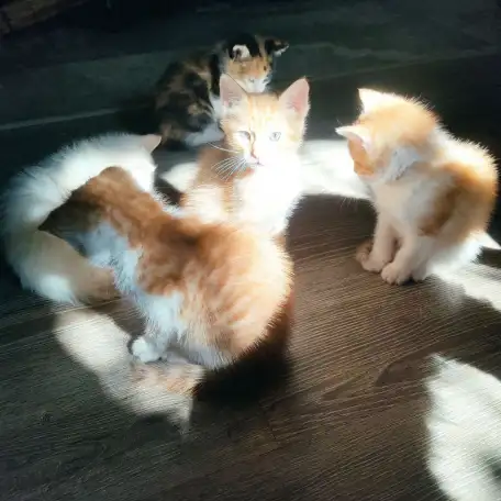 Отдам потрясающих котят в хорошие руки, можем помочь с доставкой, фотография 8