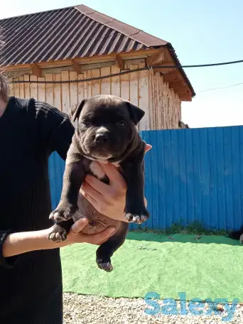 Продам щенков Американского булли Pocket, фотография 8