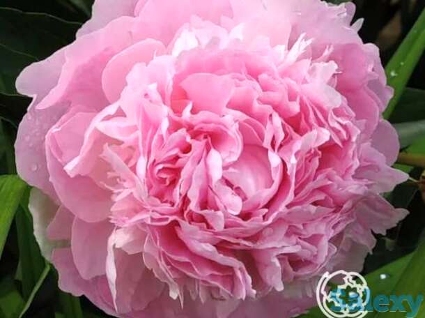 Пион пинк суприм, фотография 1