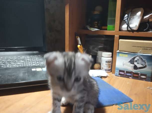 Продам вислоухих котят, фотография 1