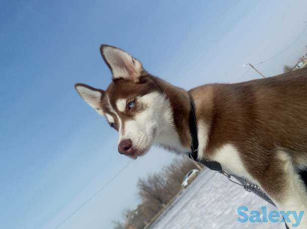 милашка хаски, фотография 1