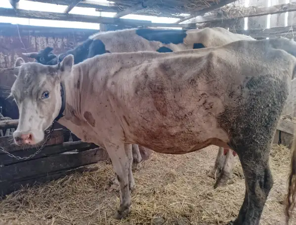 Продам коровы, фотография 2