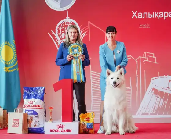 Щенок белой швейцарской овчарки, фотография 10