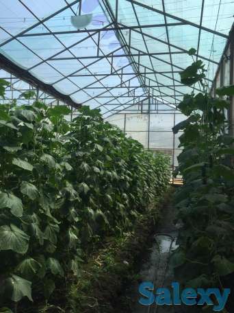Теплица с выручкой от 6 млн. тенге в месяц!, фотография 1