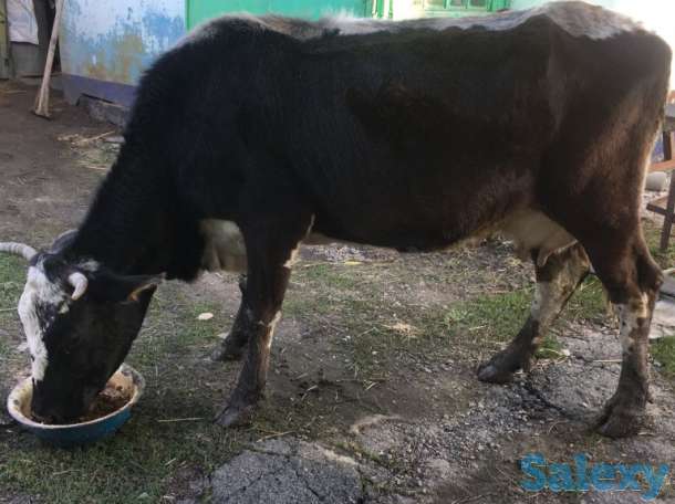 Продам, фотография 1