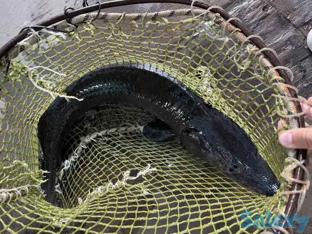 Продажа Живого Осетра, фотография 3