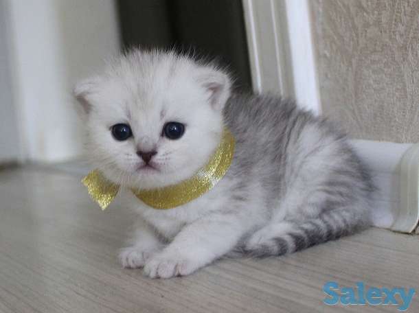 Шотландские шиншиллы, фотография 6