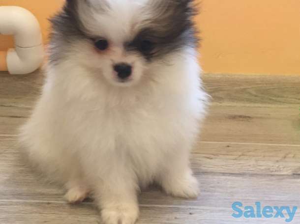 Щенки шпица: мальчик и девочка с вет.паспортами, фотография 1