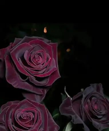 Саженцы роз, фотография 3