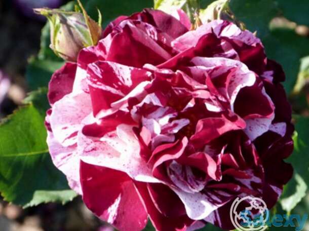 Роза нью имаджин, дорье, фотография 1