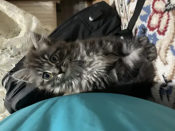 Отдам котенка бесплатно в хорошие руки!, фотография 1