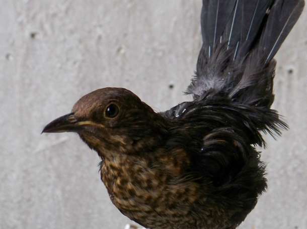 Певчий дрозд, фотография 1