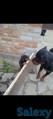 Продам чистокровный щенок ротвейлера мальчик 5,5 месяца., фотография 3