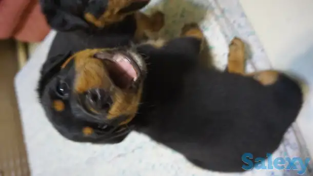 Продам, фотография 3