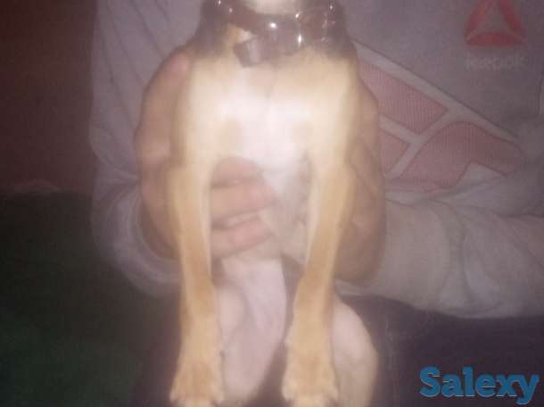 Продам собаку Тор торер, фотография 2