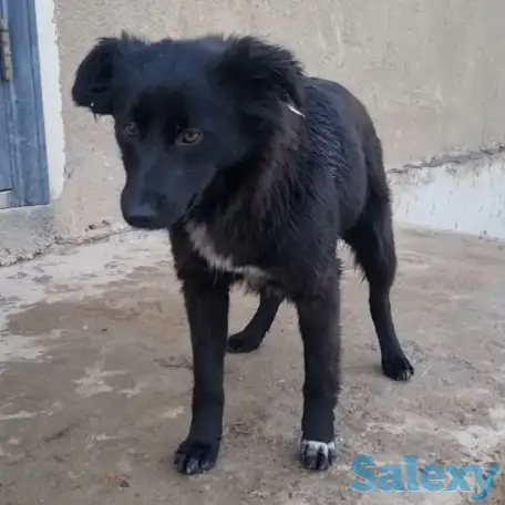 Дашка ищет дом. Доставлю!, фотография 1