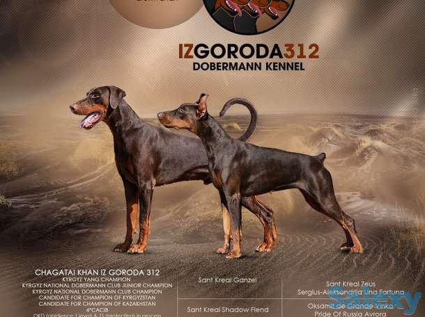 Щенки добермана IZ GORODA 312 (FCI), фотография 1