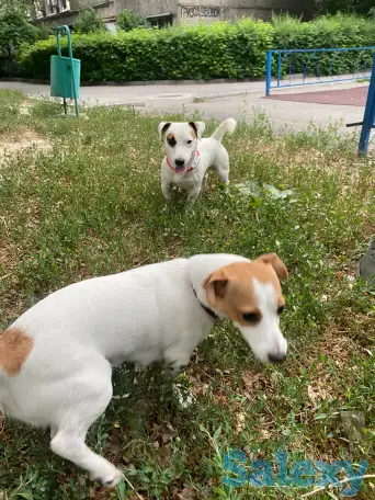 Продаются милые щенки ДжекРассел терьера, фотография 4