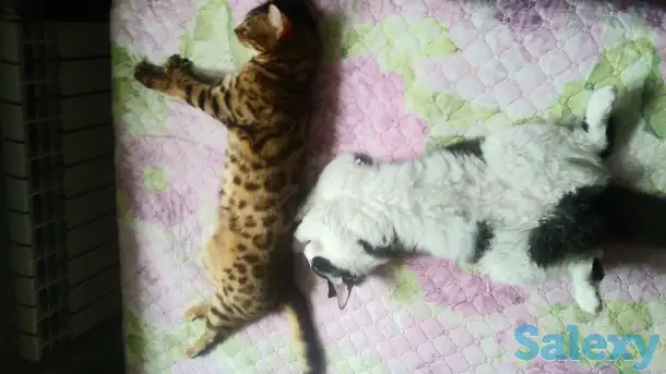 Продам кота, фотография 2