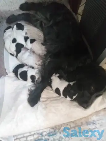 Готовятся к продаже щенки Русского спаниеля, фотография 1