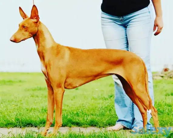 Фараонова собака щенки, фотография 1