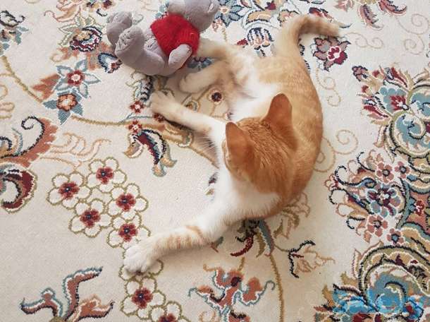 Подарю котенка львенка, фотография 1