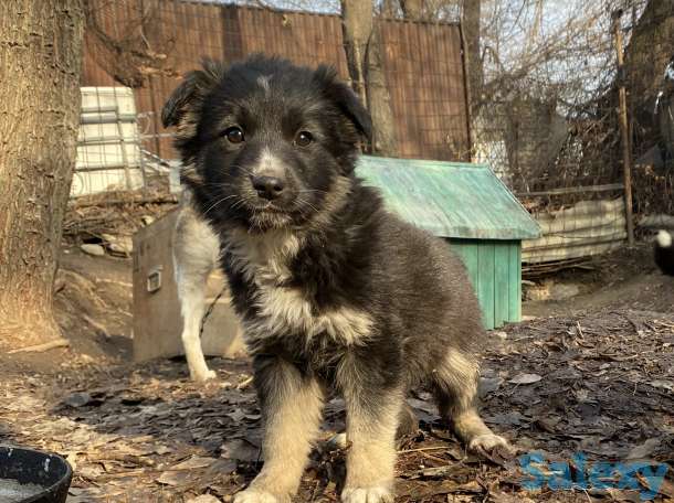 Щенки в добрые руки, фотография 1