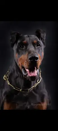 Доберман для фотосессий, реклам, фотография 4