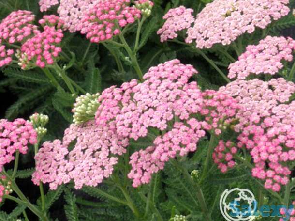 Тысячелистник Пинк Леди, фотография 1